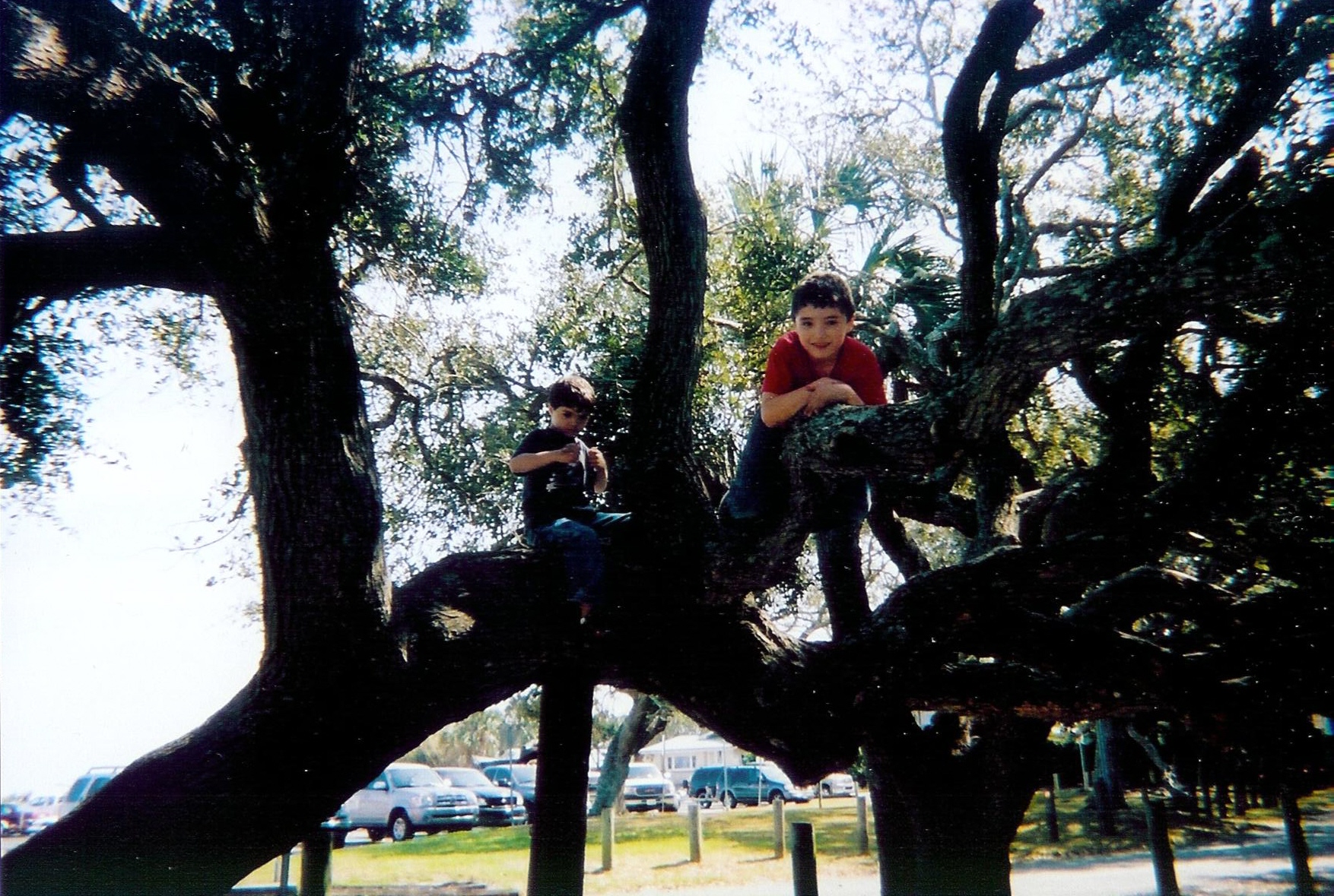 Noah and Bryan up a tree