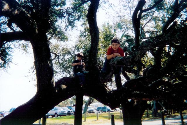 Noah and Bryan up a tree