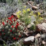 Cactus in bloom along Tunnel Drive Trail