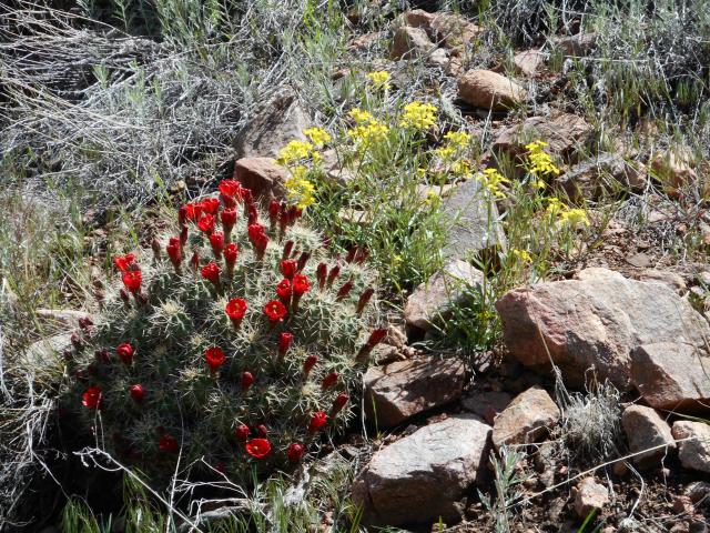 Cactus in bloom along Tunnel Drive Trail