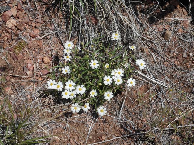 Flower along Tunnel Drive Trail