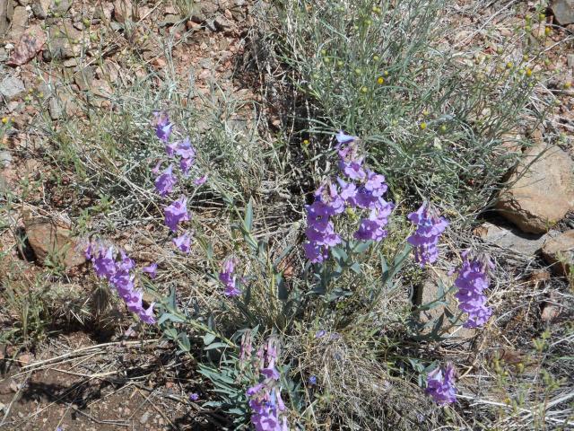Flower along Tunnel Drive Trail