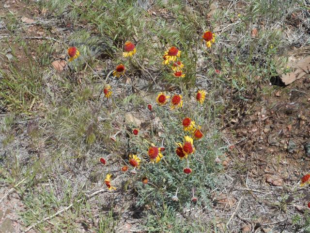 Flower along Tunnel Drive Trail