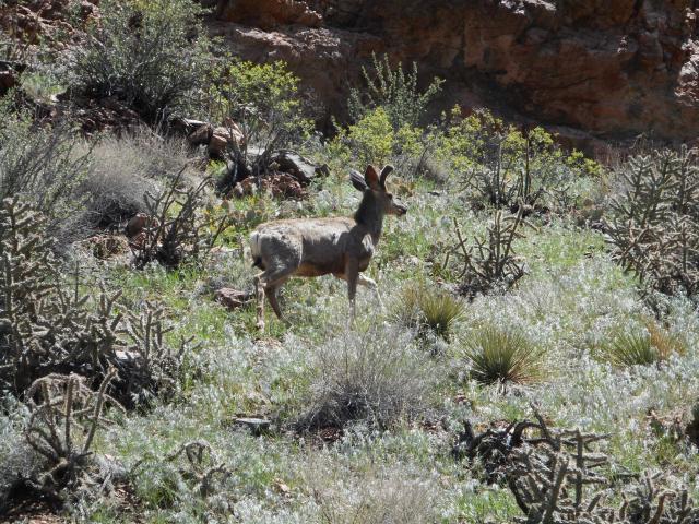 Mule deer along Tunnel Drive Trail