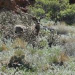 Mule deer along Tunnel Drive Trail
