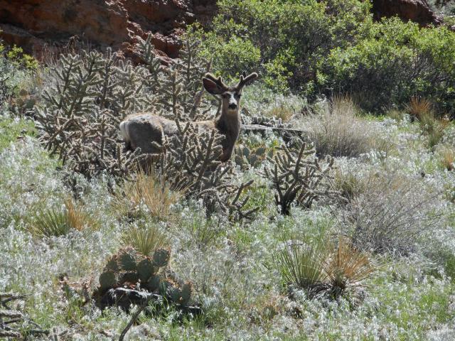 Mule deer along Tunnel Drive Trail