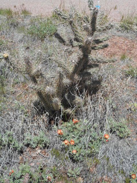 Flowers and cactus along Tunnel Drive Trail