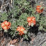 Flowers along Tunnel Drive Trail