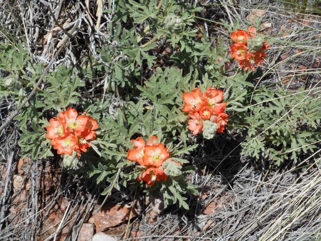 Flowers along Tunnel Drive Trail