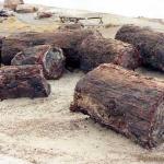 Petrified Forest