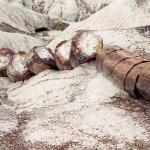 Petrified Forest